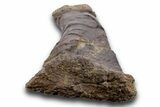 Fossil Sauropod (Diplodocus) Radius Bone - Wyoming #306950-4